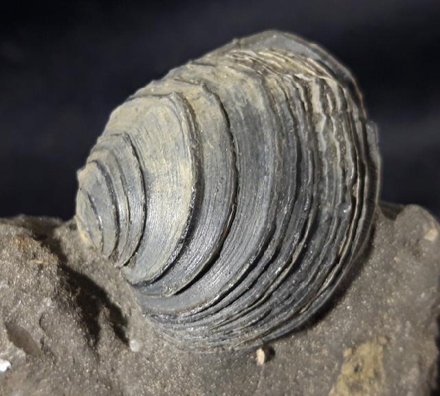 Circomphalus basteroti-taurinensis (SACCO 1900) - Bild &copy; FossNet FossilienStore